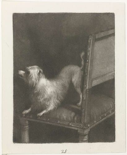 Hondje op een stoel by Nicolaas Verkolje