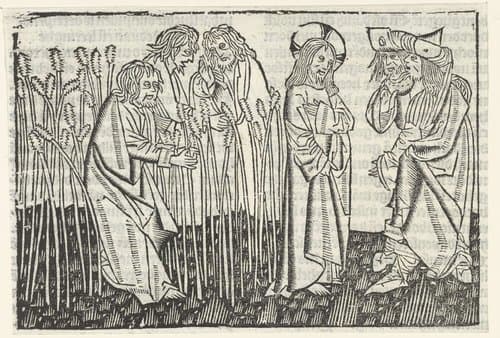 De discipelen plukken en eten aren op de sabbat