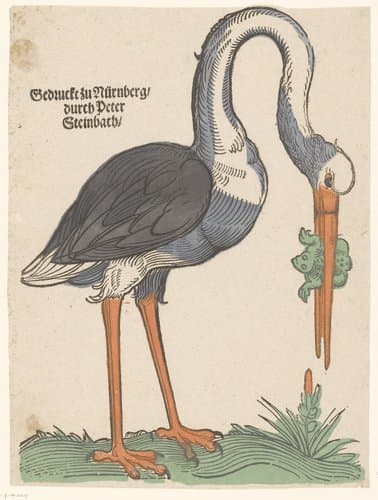 Ooievaar met een kikker by anonymous