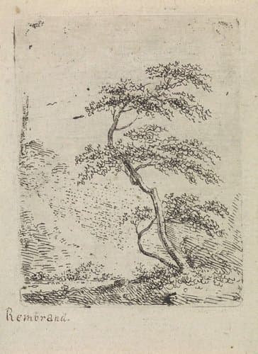 Boom by Gerard van Nijmegen