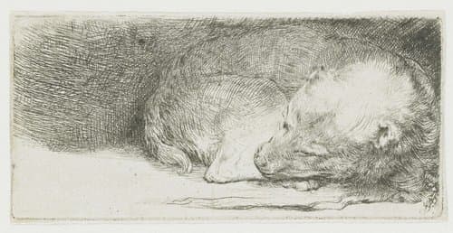 Slapend hondje by Rembrandt van Rijn