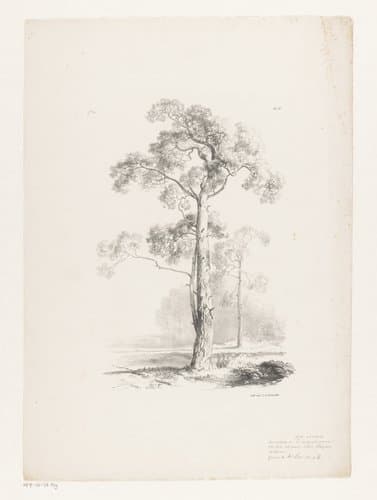Boom in landschap by Barend Cornelis Koekkoek