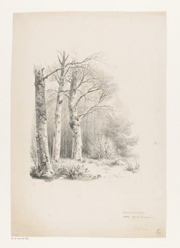 Drie bomen in een bos by Barend Cornelis Koekkoek