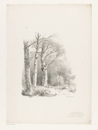 Drie bomen in een bos by Barend Cornelis Koekkoek
