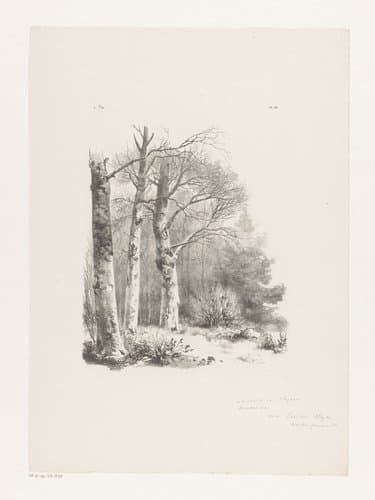 Drie bomen in een bos by Barend Cornelis Koekkoek