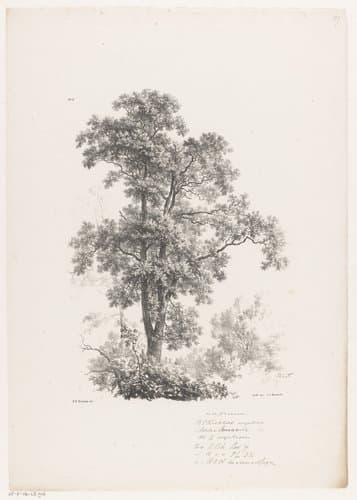 Top van een boom by Barend Cornelis Koekkoek