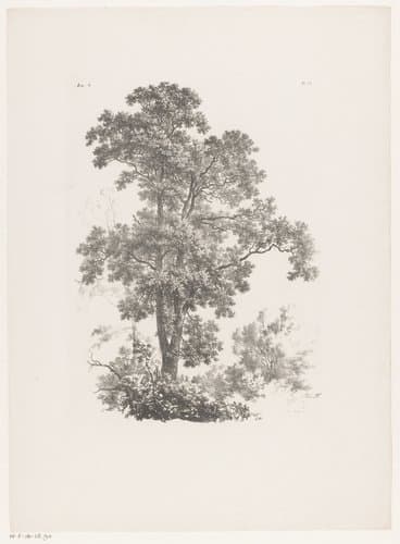 Top van een boom by Barend Cornelis Koekkoek