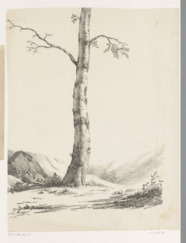 Berkenstam in heuvelachtig landschap by Louis Meijer