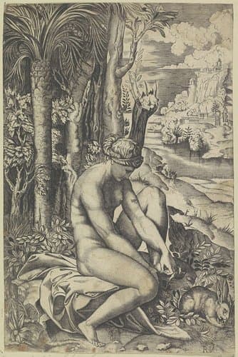 Venus en de roos by anonymous