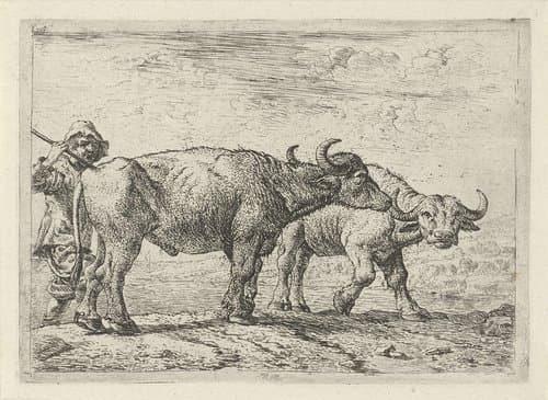 Twee buffels en een herder by Pieter Bodding van Laer