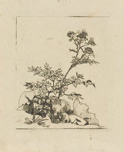 Twee planten en een kikker by Martinus Antonius Kuytenbrouwer jr.