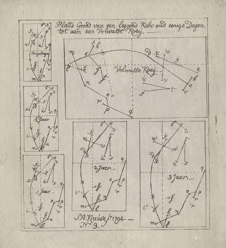 Schematische weergave van liggende koeien van verschillende leeftijden by Simon Andreas Krausz
