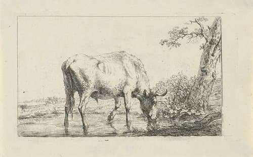 Drinkende stier