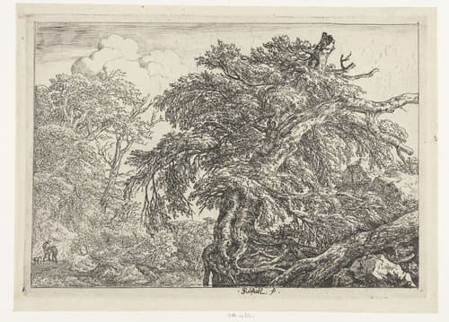De grote beuk by Jacob Isaacksz van Ruisdael