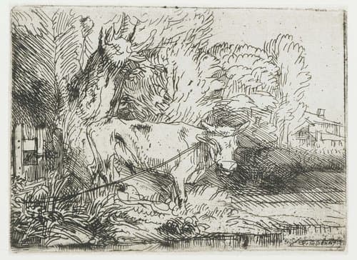 The Bull by Rembrandt van Rijn