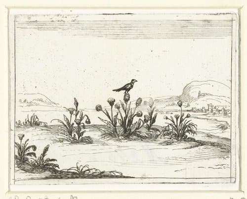 Vogel op een distel by Jacques Callot