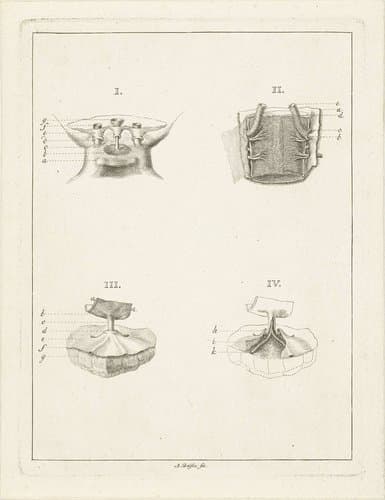 Doorsneden van planten by Abraham Delfos