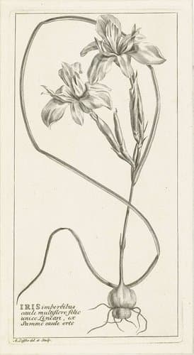 Iris by Abraham Delfos