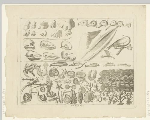 Encyclopedische voorstelling van dieren by Johanna Dorothea Sysang
