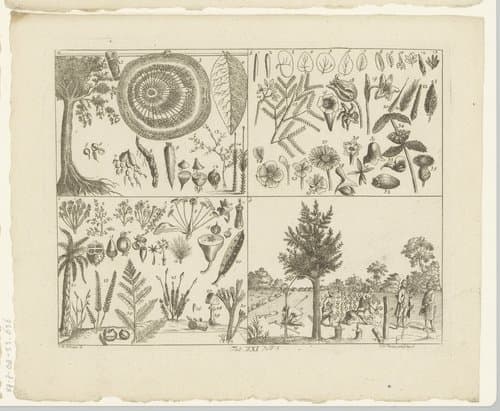 Encyclopedische voorstelling van planten by Johanna Dorothea Sysang
