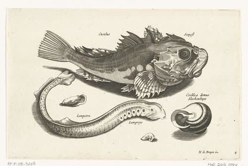Zoetwatervissen, zeevissen, kikkers, schaaldieren en zeewezens by anonymous