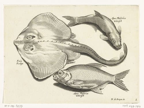 Libelivs varia Genera piscium complectens by anonymous
