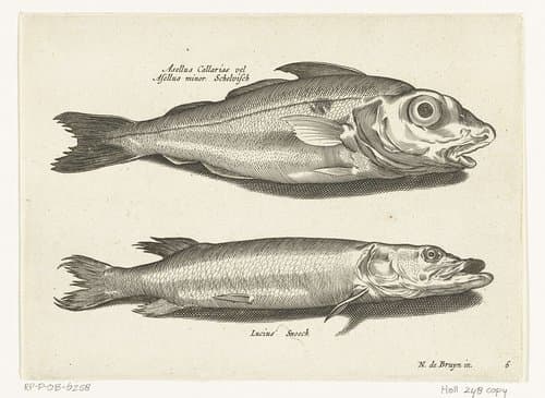 Libelivs varia Genera piscium complectens by anonymous