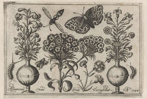 Vogels, bloemen, insecten etc. by Nicolaes de Bruyn
