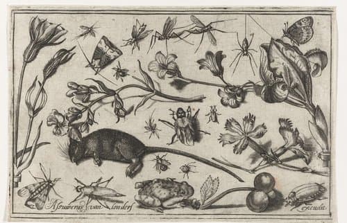 Bloemen, insecten, een kikker en een dode muis by Nicolaes de Bruyn