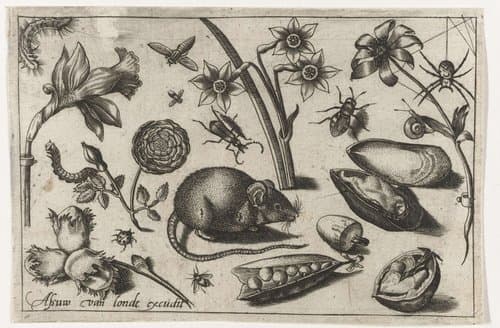 Vogels, bloemen, insecten etc. by Nicolaes de Bruyn