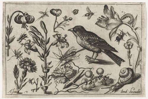 Vogels, bloemen, insecten etc. by Nicolaes de Bruyn