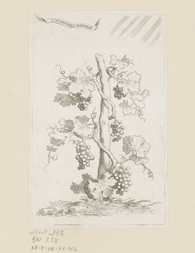 Druivelaar by Claude Mellan