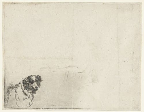 Kop van een hond by anonymous