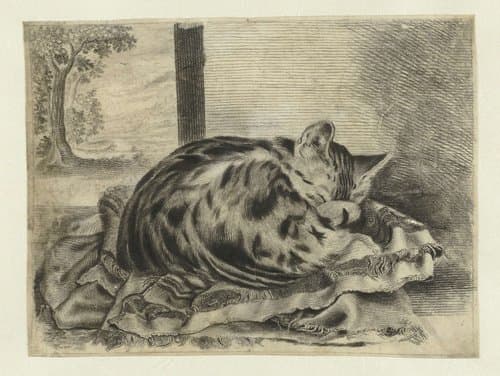 Slapende poes by anonymous