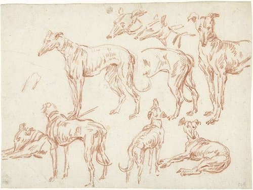 Negen studies van een hazewindhond by unknown