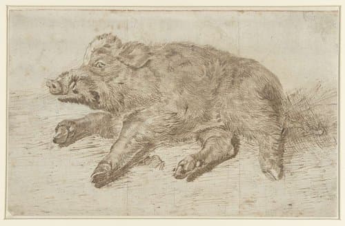 Liggend wild zwijn by anonymous
