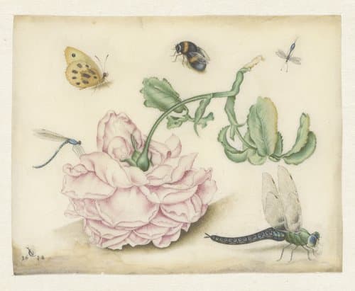 Een roos en vijf insecten by Christoffel van den Berghe