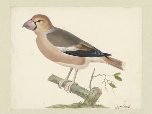 Appelvink by Pieter Holsteyn (I)