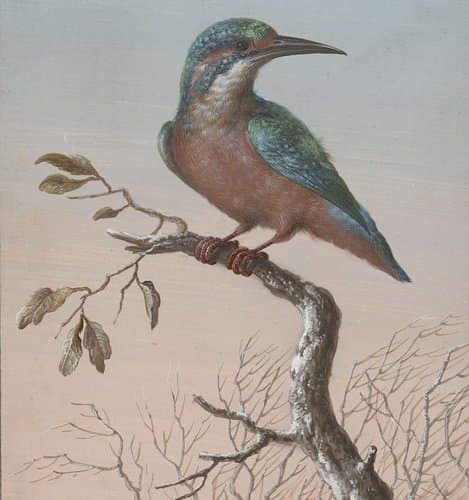 Common Kingfisher