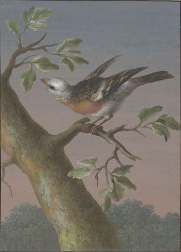 Vier gouaches van vogels by Barbara Regina Dietzsch