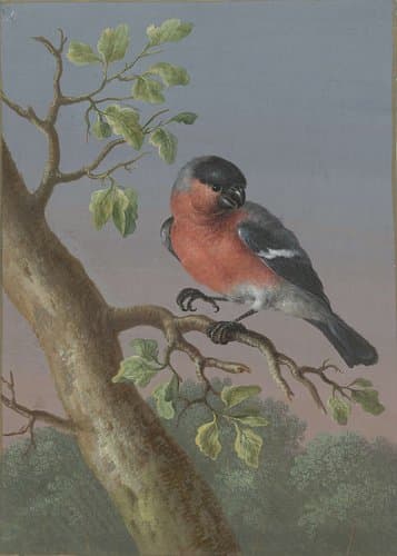 Goudvink