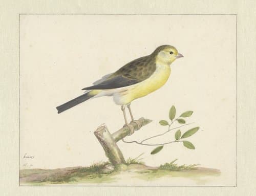 Wilde kanarie by Pieter Holsteyn (I)