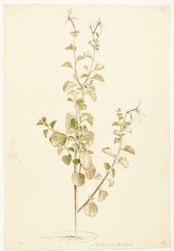 Bloeiende Pelargonium by Laurens Vincentsz. van der Vinne