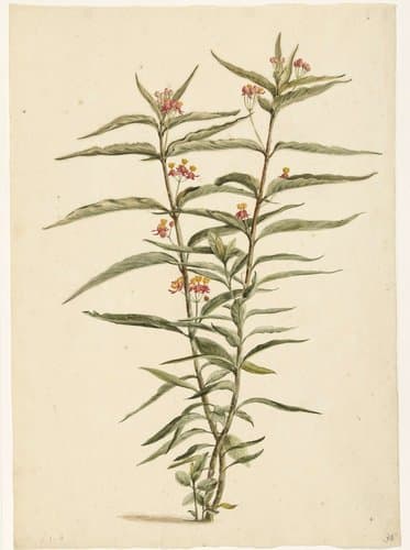 Bloeiende frederiksbloem (Asclepias curassavica)