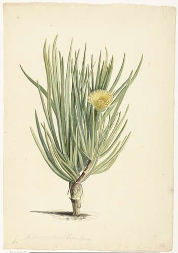 Narrow-leaved Iceplant in Bloom