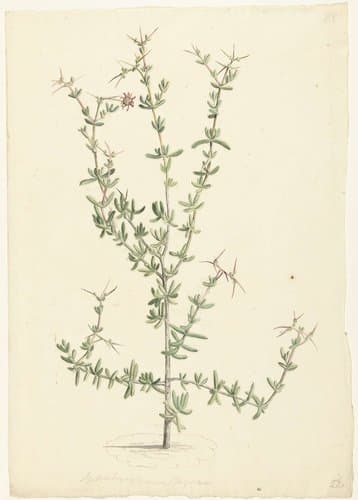 Mesembryanthemum spinosum by Laurens Vincentsz. van der Vinne