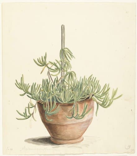 Mesembryanthemum uit de familie der Aizoaceae