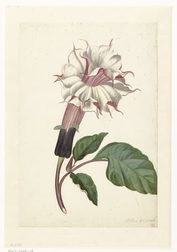 Datura (Datura metel) by Alida Withoos