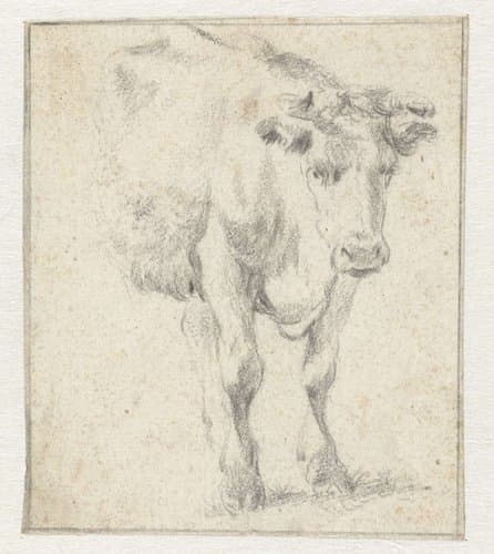 Studie van een koe by Dirk Stoop