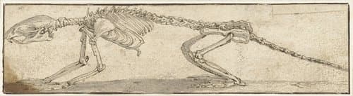 Skelet van een rat by Jacopo Ligozzi